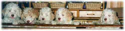Lagotto puppies in a row